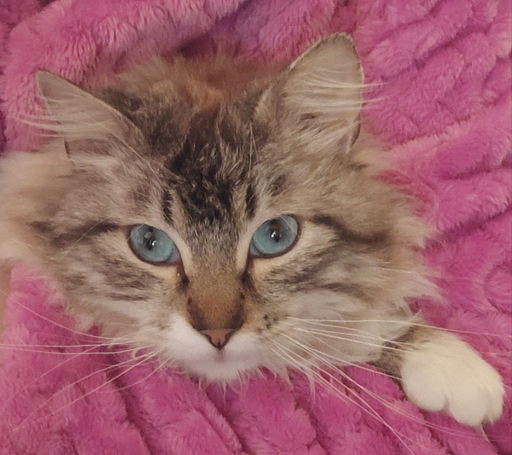 Kazuki. El gato que nos enseñó lo que es el amor incondicional Kazuki. El gato que nos enseñó lo que es el amor incondicional