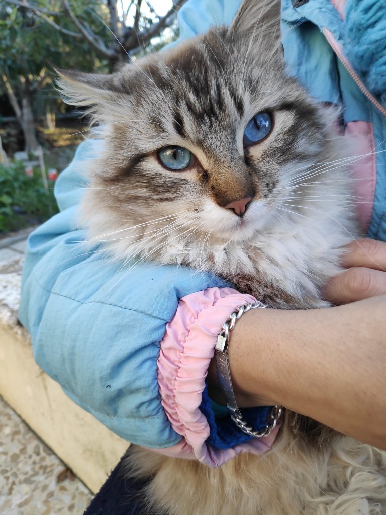 Kazuki. El gato que nos enseñó lo que es el amor incondicional Kazuki. El gato que nos enseñó lo que es el amor incondicional