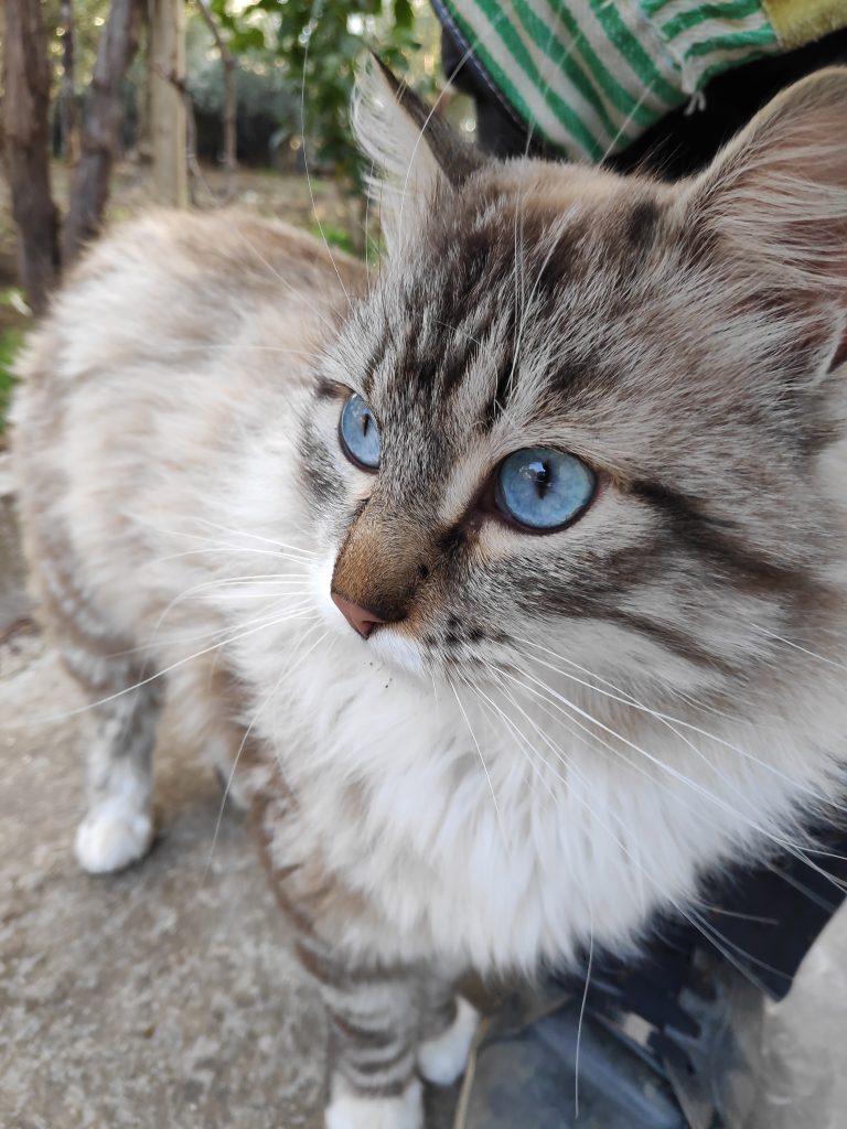 Kazuki. El gato que nos enseñó lo que es el amor incondicional Kazuki. El gato que nos enseñó lo que es el amor incondicional